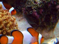 Both Parents Guarding The Babies P1040137 copy.jpg