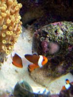 Intruder Defeated P1040139 copy.jpg