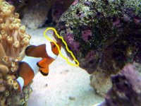 Marked for Illustration Sniffing The Babies P1040140 copy.jpg