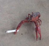 crawfishsmokingcf6.jpg