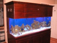 fish tank disney ft laud 069.jpg