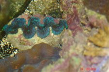 my crocea clams 001.jpg