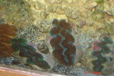 my crocea clams 002.jpg