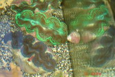 my crocea clams 004.jpg
