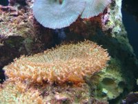 Hairy Shroom.jpg