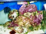 fish tank 11-15 003.jpg