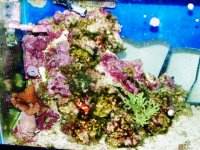 fish tank 11-15 002-2.jpg