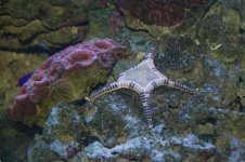 Tank Nov2006 005 (Small).jpg