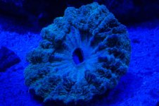 Night Tank 001 (Medium).jpg