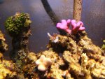coral.JPG