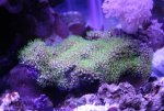 green star polyps.JPG