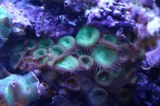 button polyps.JPG