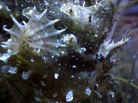 sargassum.jpg