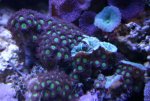 zooanthids.JPG