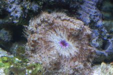 Tank Nov2006 053 (Small).jpg