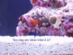 SEASLUgweb.gif