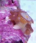Zoa.gif