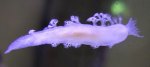 white_seaslug2.jpg