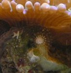 Spirobranchus_onhairymushroom.jpg