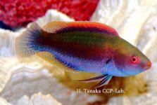 CirrPunctaYMa8cm.jpg