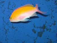 sick fish.JPG
