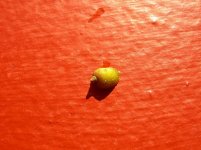 snail2.JPG