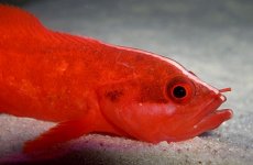 fish.jpg