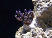 purple something or other.jpg