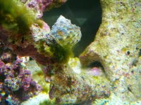 hair eater big size2.jpg