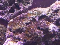 DSCF0240 [800x600] [640x480].jpg