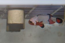 clowncropped.jpg