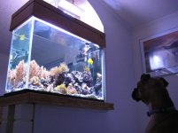 roxyfish2.JPG