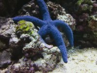 Star Fish.jpg