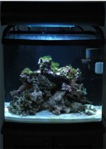 reefday24.jpg
