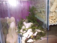 DSCF0322 [800x600].jpg