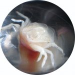 Flame Scallop crab 2.jpg