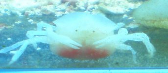 white crab 08.jpg