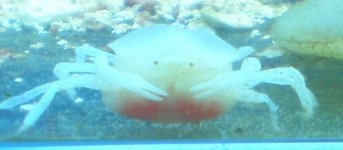 white crab 08.jpg