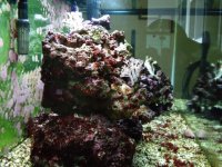 Fish Tank 044.jpg