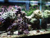 Fish Tank 045.jpg