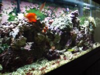 Fish Tank 043.jpg