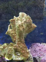 Tubinaria(Cup Coral).jpg