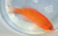 anthias2.jpg