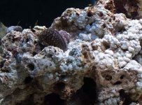 snails algae.jpg