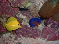 tangCoralbeautChromis.jpg