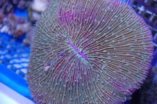 coral2.jpg