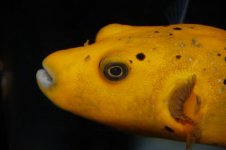 ypuffer.jpg