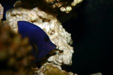 zebrasoma_xanthurum2.jpg