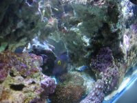 back of tank.JPG