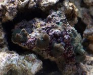 mushrooms minus 5.jpg